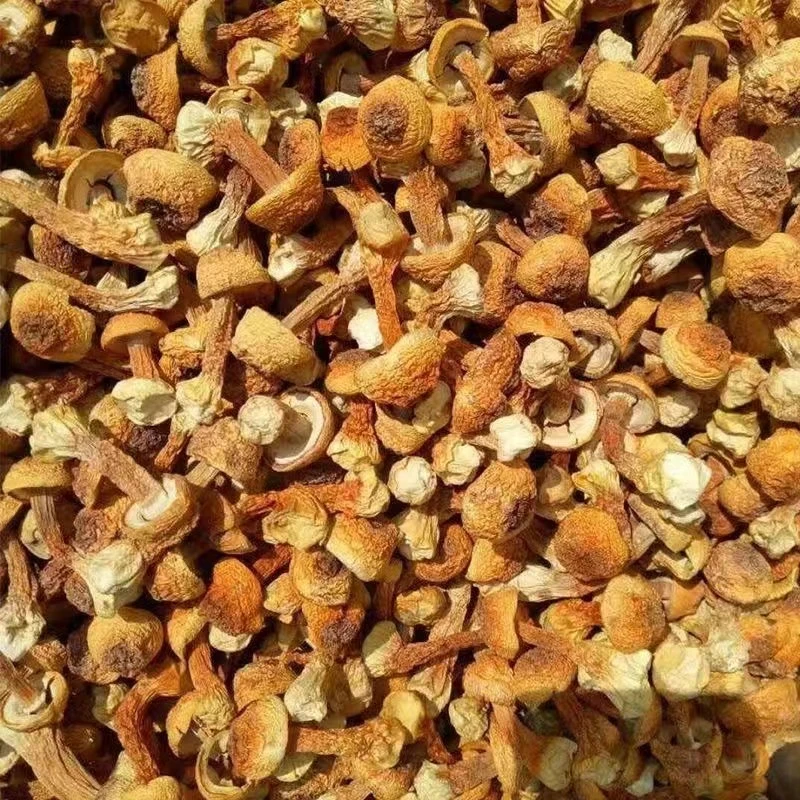 【玉姐精选】玑松茸 无硫无熏 煲汤250g/500g