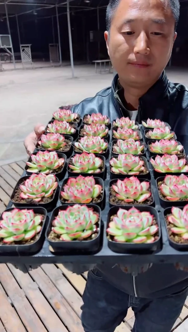 【闪购商品】桃花粉侧影两天凑单，满9.9元包邮
