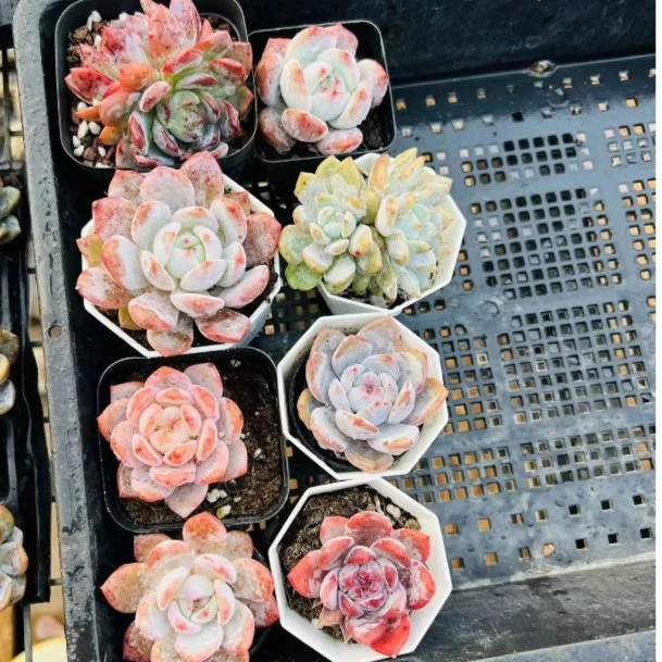新品高货橙子梦露组合套餐 多肉植物  当天凑单满9.9元包邮
