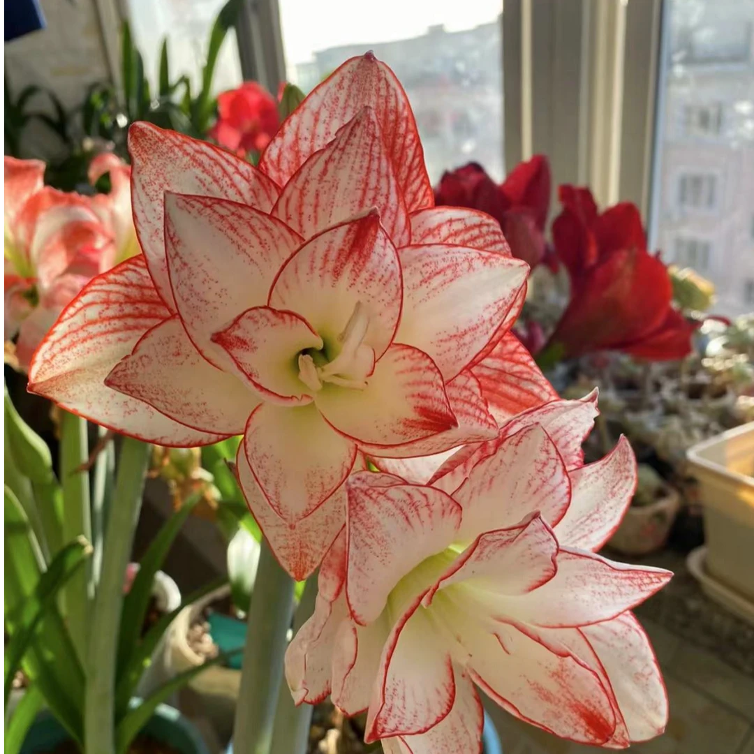 （微瑕）蒂卡之星  秘鲁蒂卡系列花后球