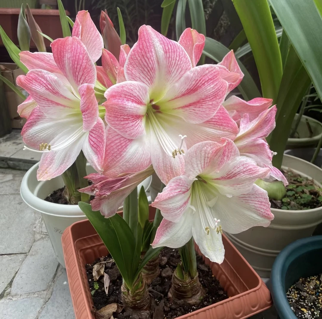 樱花  秘鲁系列 种球 规格32/34实际偏小朱顶红