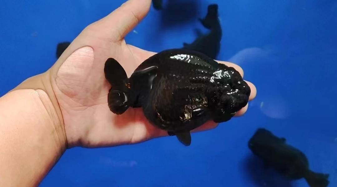 萍儿兰寿观赏鱼直播间链接 私拍不发货活体