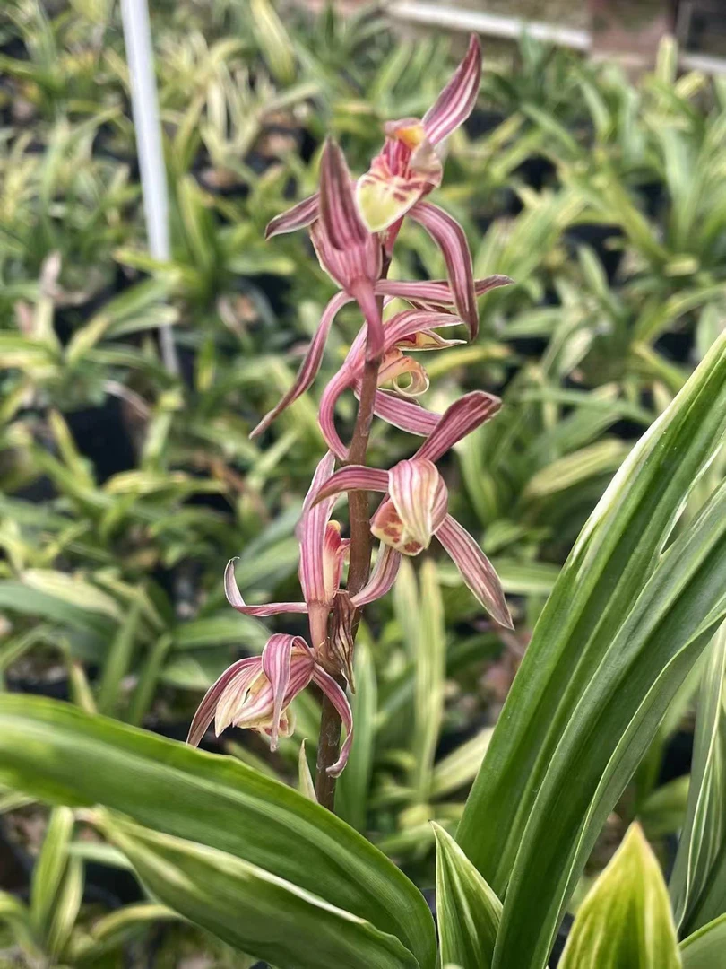 墨兰达摩高级进化东方