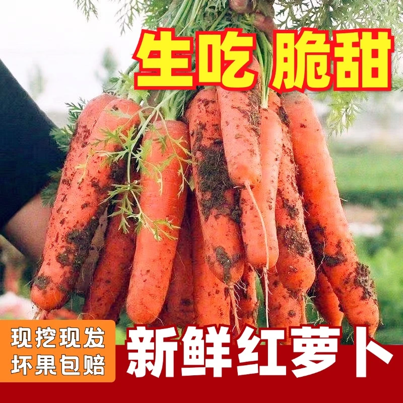 河南开封沙地胡萝卜/现挖现发/老品种  老方法种植