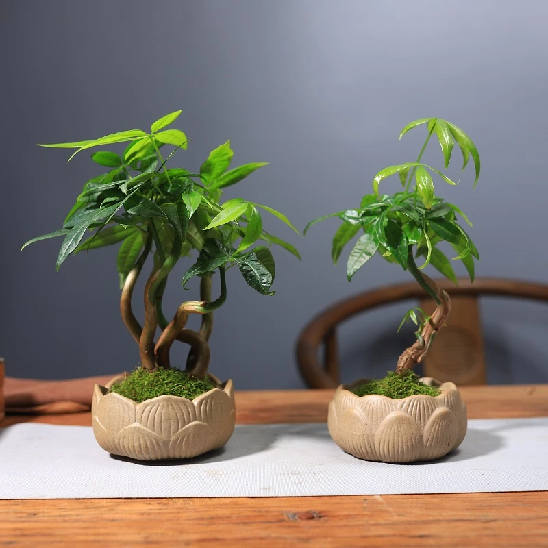 创意发财树盆栽耐阴好养办公室绿植桌面盆栽禅意盆景花卉植物摆件