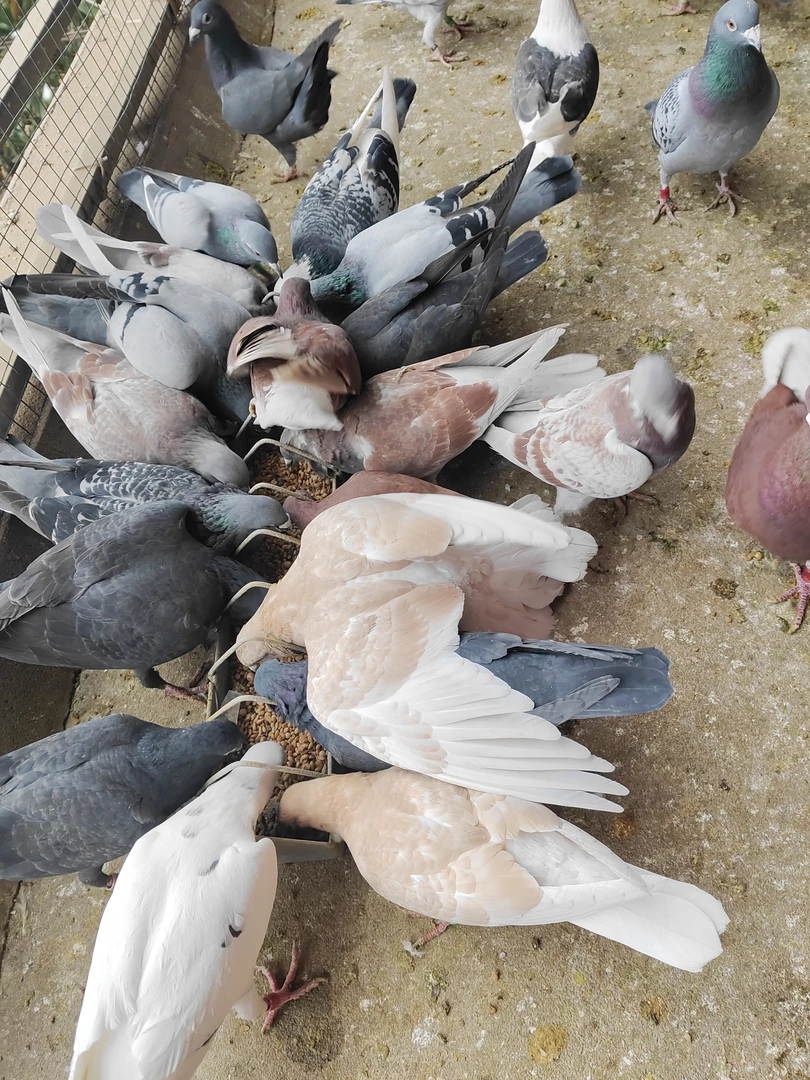 信鸽种鸽1对，直播间挑选