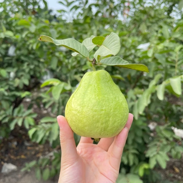 广东潮州正宗白心珍珠芭乐果木仔番石榴脆甜低糖新鲜现摘当季水果