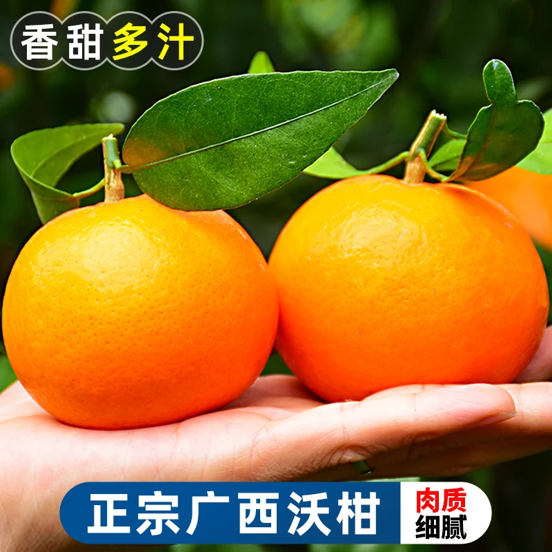 正宗广西沃柑2-8.8斤橘子武鸣新鲜水果当季皇帝蜜柑橘砂糖桔子丑