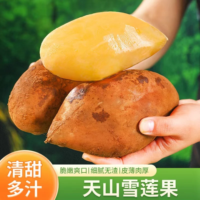 云南雪莲果净重 5斤150g+约7-15个皮薄清甜多汁送削皮刀