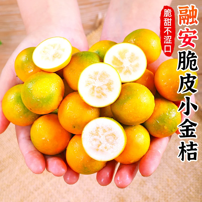 【香甜肉脆】广西融安脆皮小金桔1/3斤小橘子滑皮金桔柑橘新鲜水果