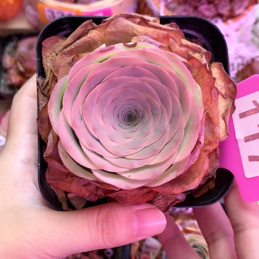 【闪购商品】晚照117