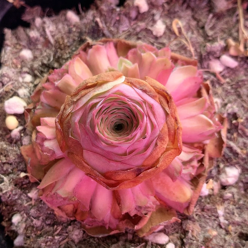 【闪购商品】初见481