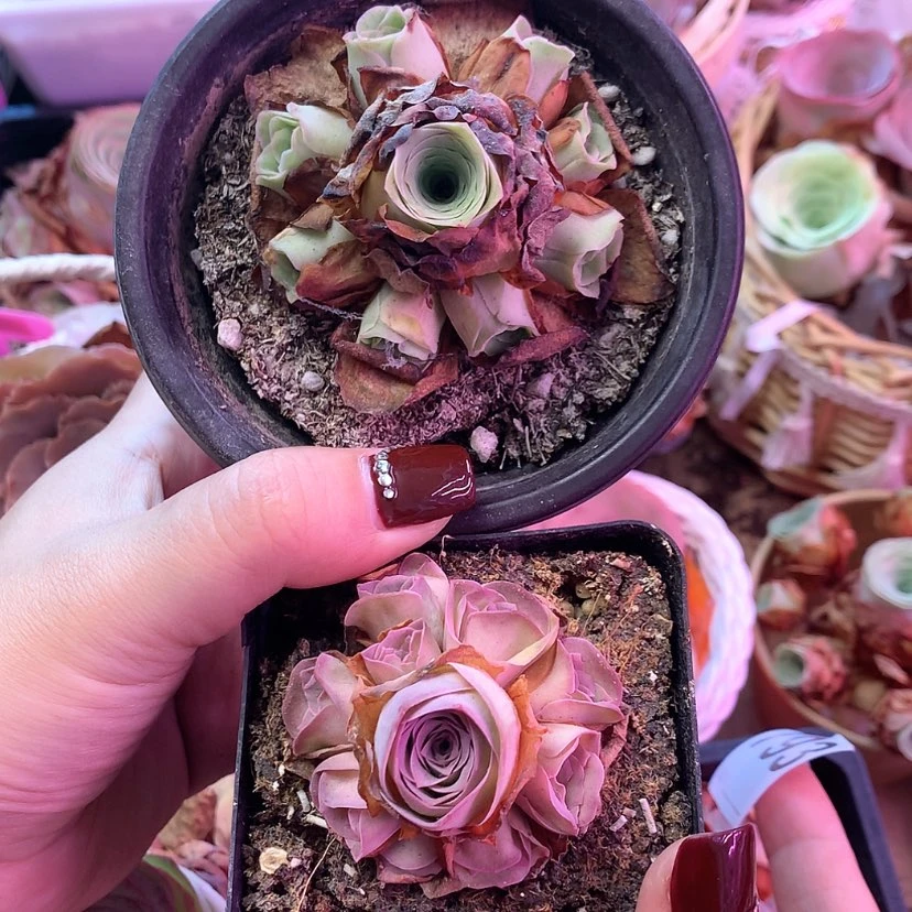 【闪购商品】夙*组合793