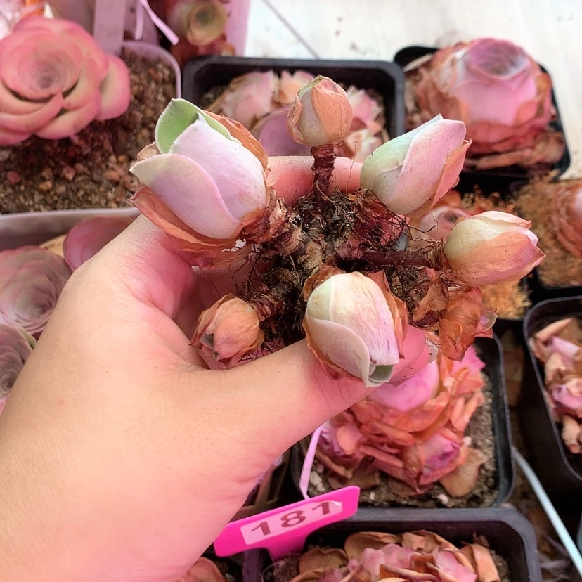 【闪购商品】爱****？罗拉公主482