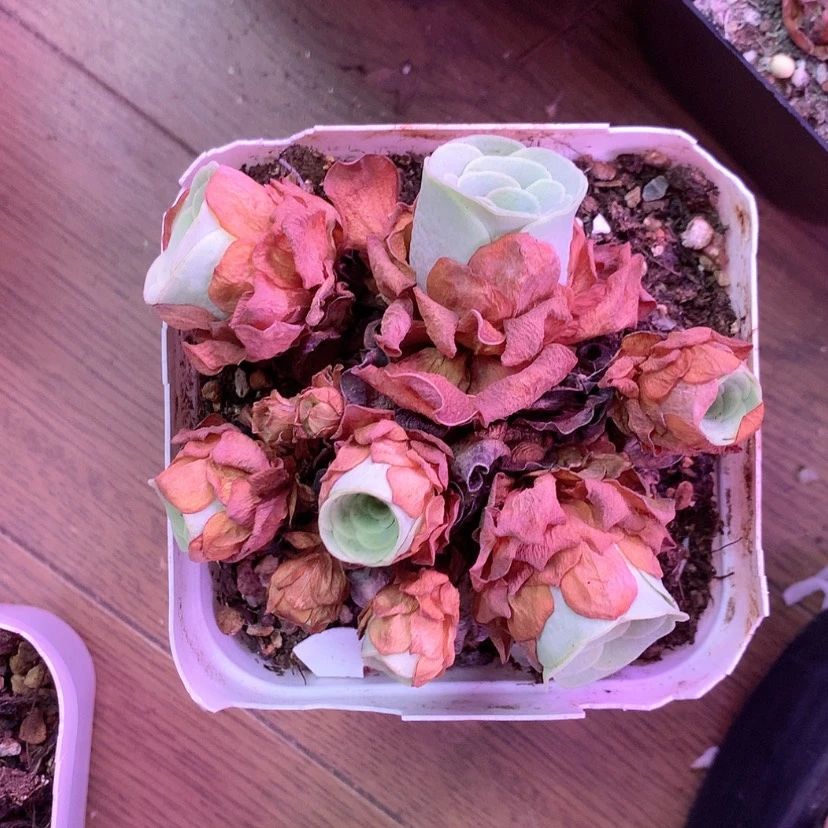 【闪购商品】摇****杯群608