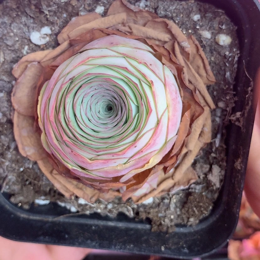 【闪购商品】yjj002油画