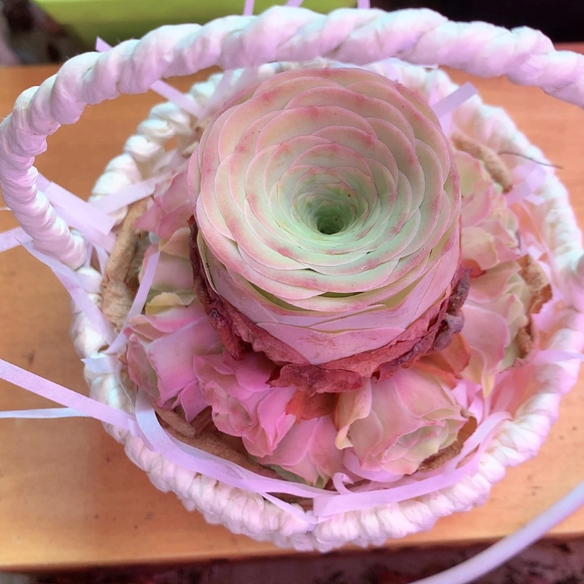 【闪购商品】摇****杯小玉606