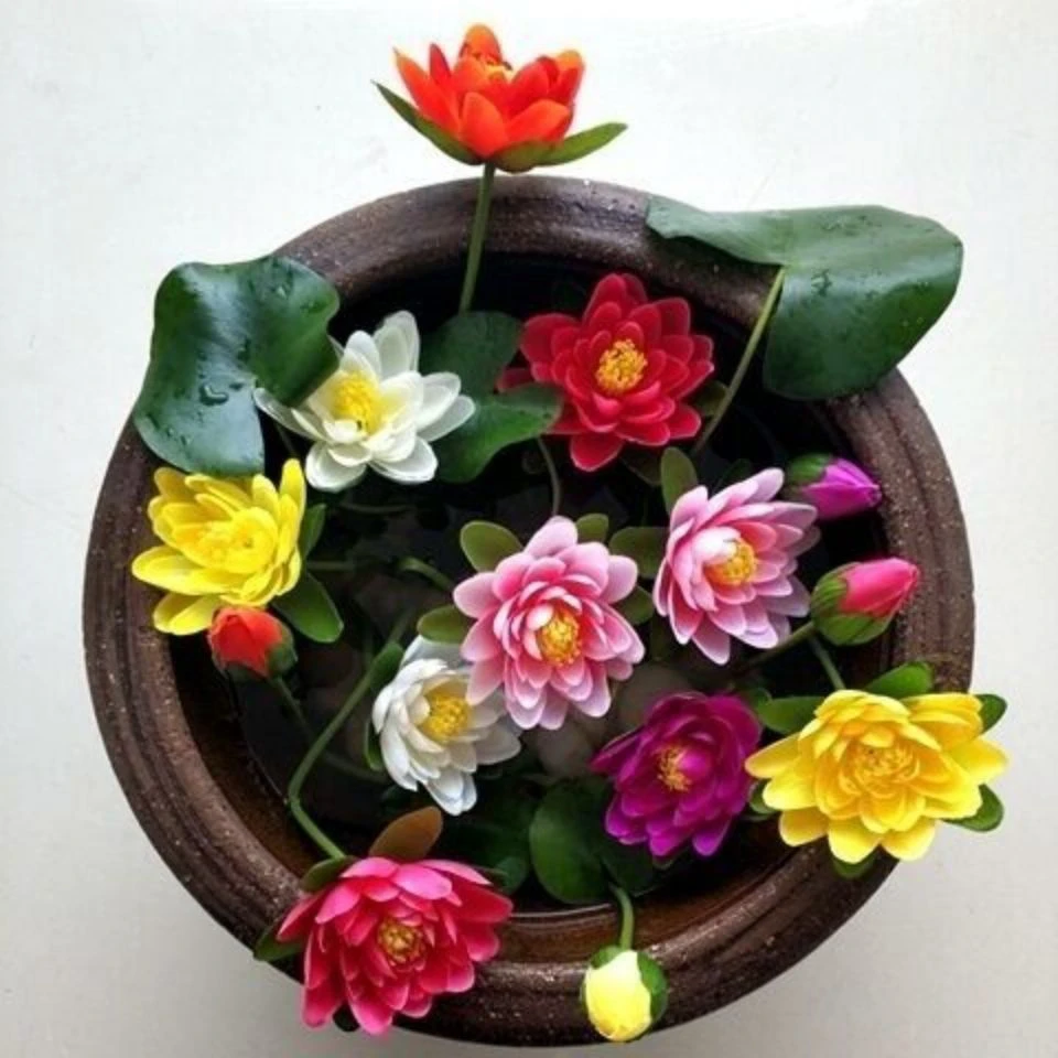 四季迷你小睡莲根块带芽水培微型莲花根茎水池鱼缸水生花种根碗莲