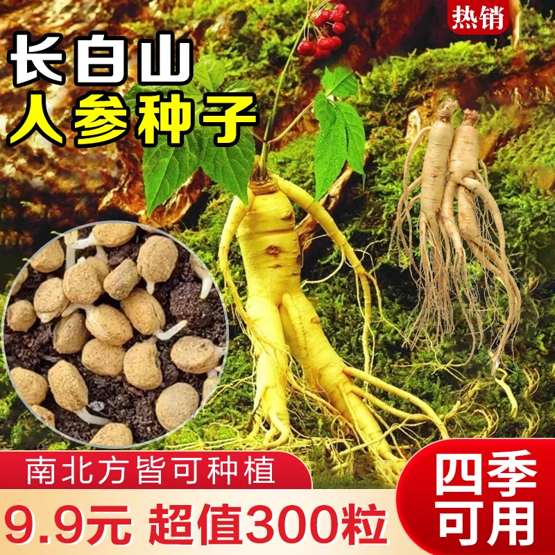【4.9元300粒】人参种子长白山爆款 人工种植阳台小院盆栽地栽落地y
