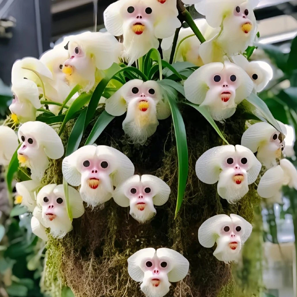 稀有浓香小龙兰猴面兰花种子根花卉绿植室内室外开花独特种植美猴
