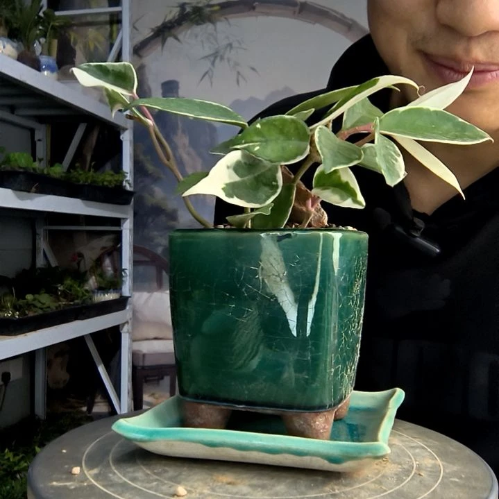 陌****ฅ小盆景小植物一物一拍57