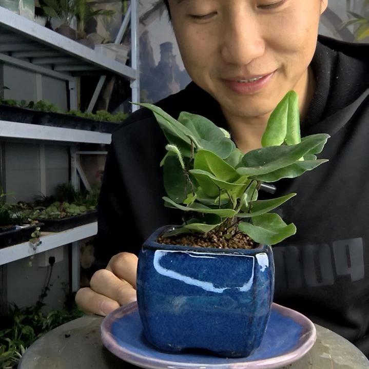 泥**工小盆景小植物一物一拍42