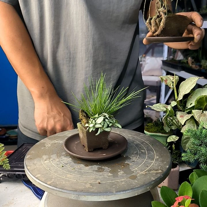 近**赤中青园艺一物一拍123