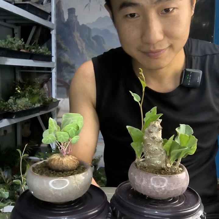 C****k小盆景小植物一物一拍140