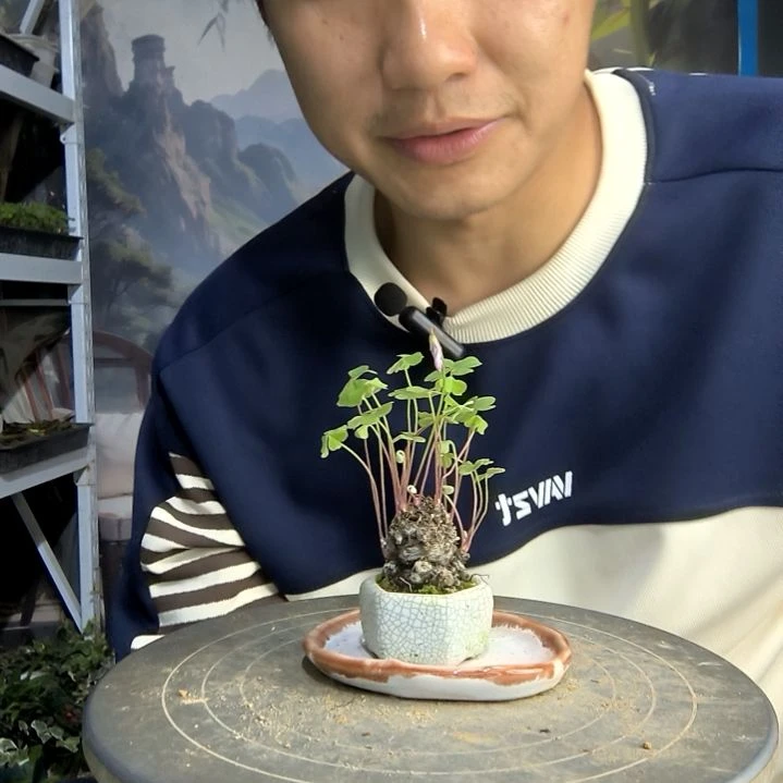 蒙***～小盆景小植物一物一拍23
