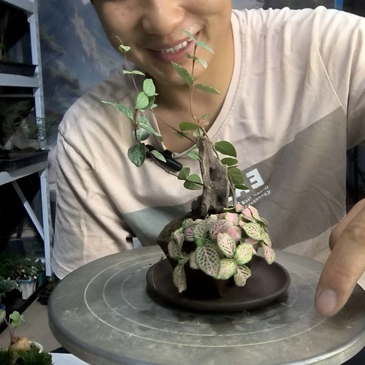 我****着中青园艺一物一拍224