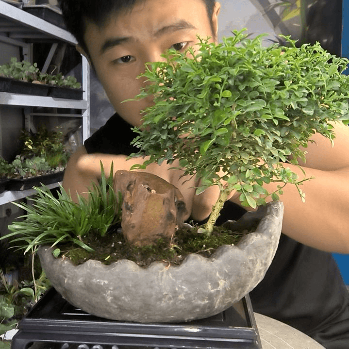 F****々小盆景小植物一物一拍是，17
