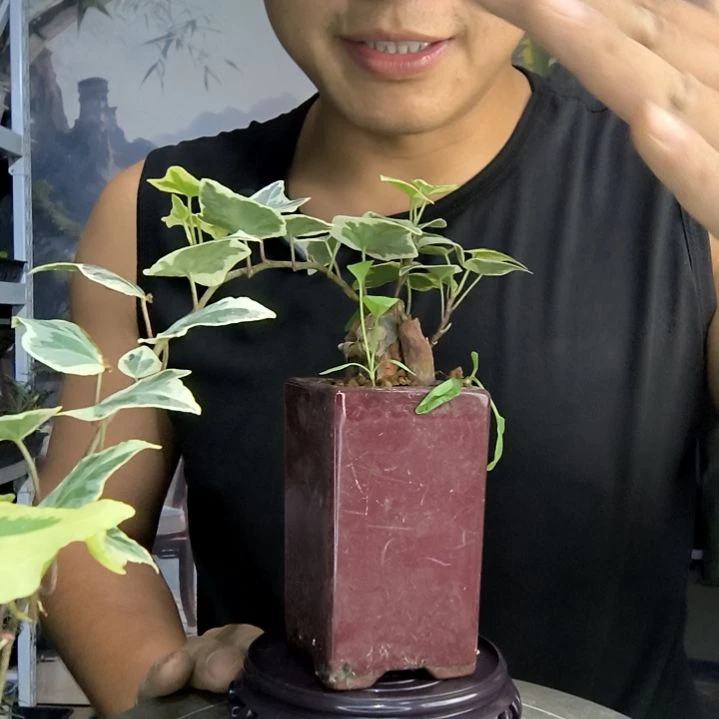 美**堡小盆景小植物一物一拍231