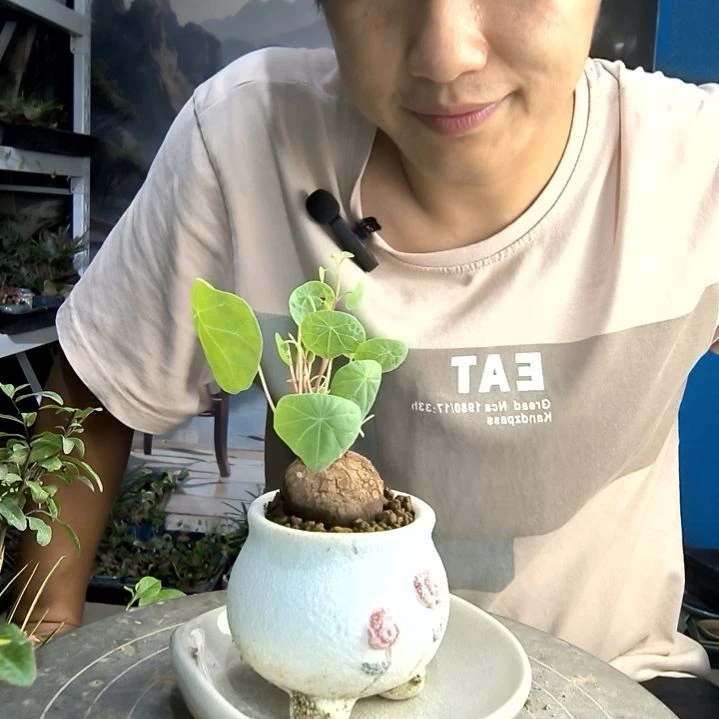 家*仔小盆景小植物一物一拍38
