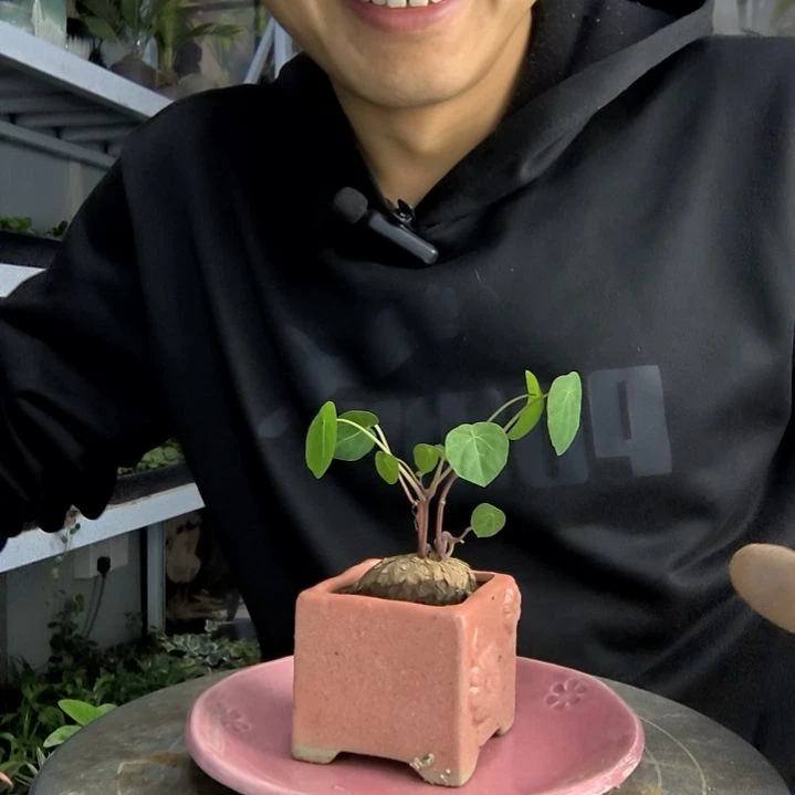 云****e小盆景小植物一物一拍161