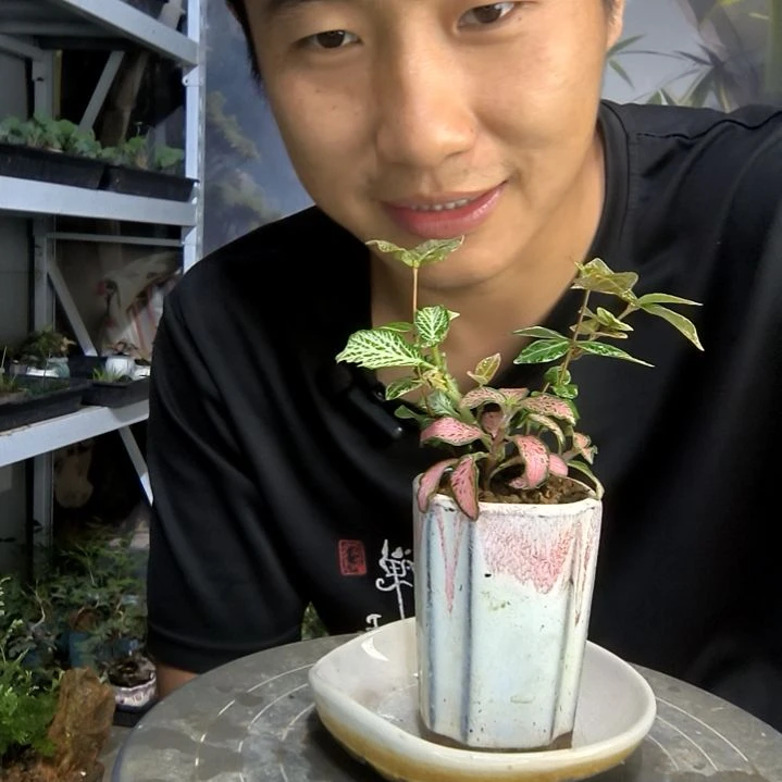 王****s小盆景小植物一物一拍109