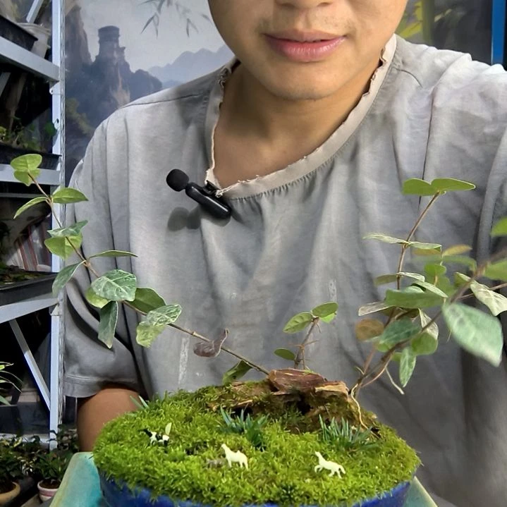 木*李小盆景小植物一物一拍52