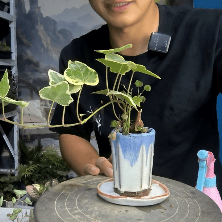 墨**࿐小盆景小植物一物一拍30