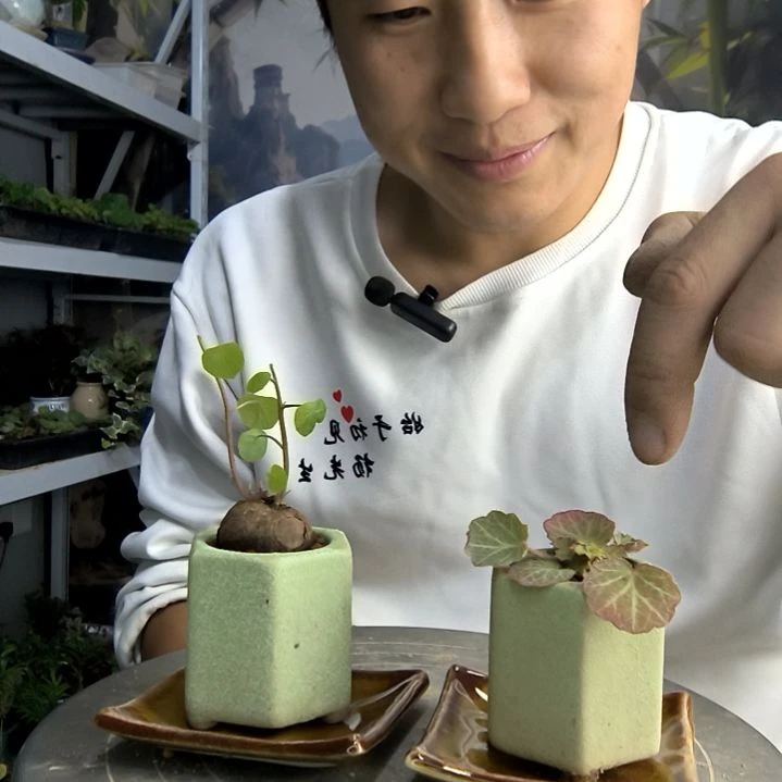 平**乐小盆景小植物一物一拍220