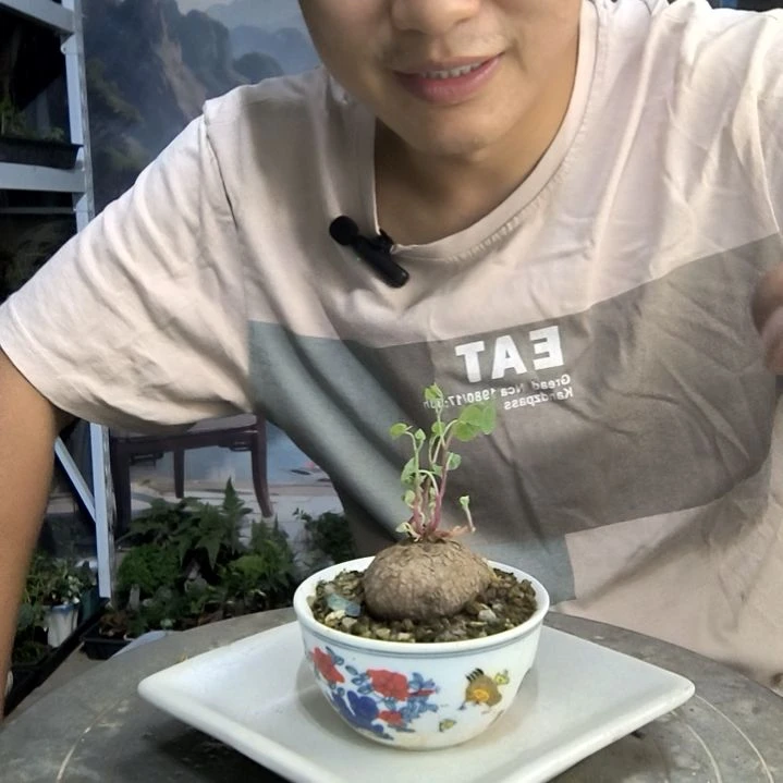 杨*中青园艺一物一拍17
