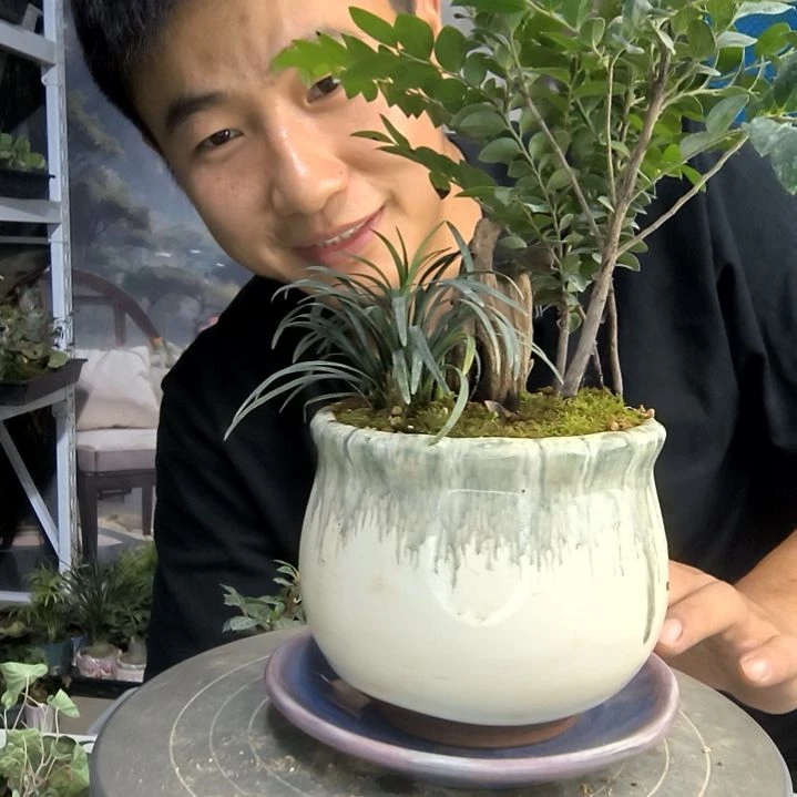 热****学小盆景小植物一物一拍205