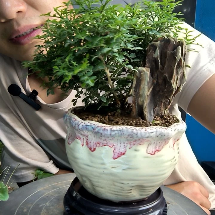 不***华小盆景小植物一物一拍210