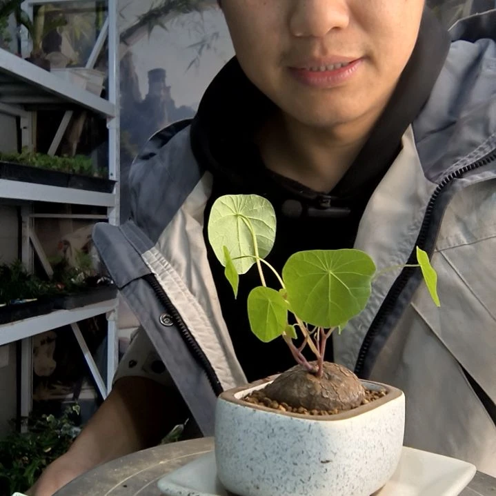 巧****满小盆景小植物一物一拍175