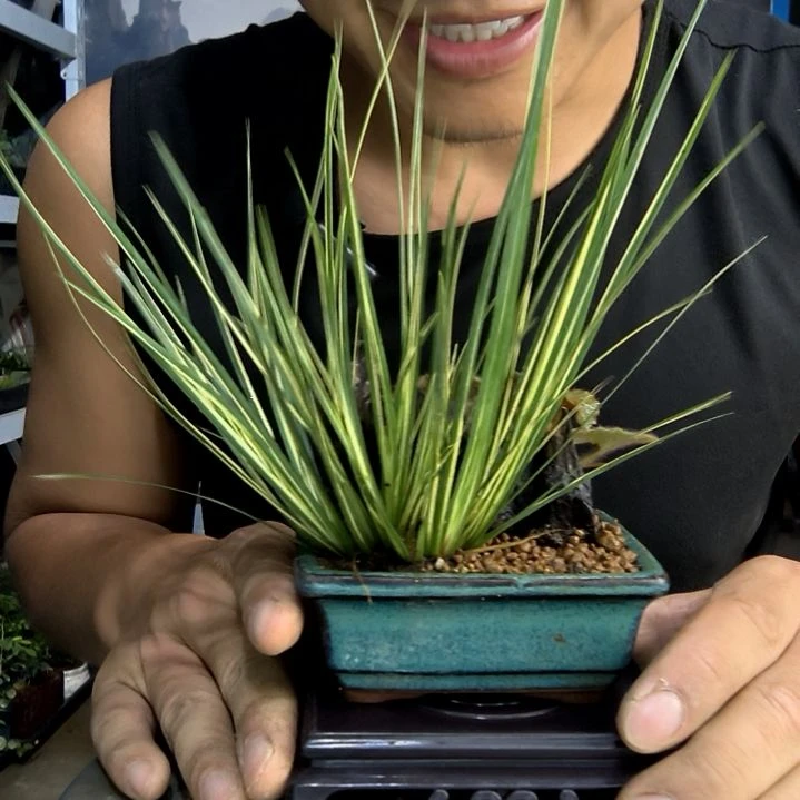 维***模小盆景小植物一物一拍106