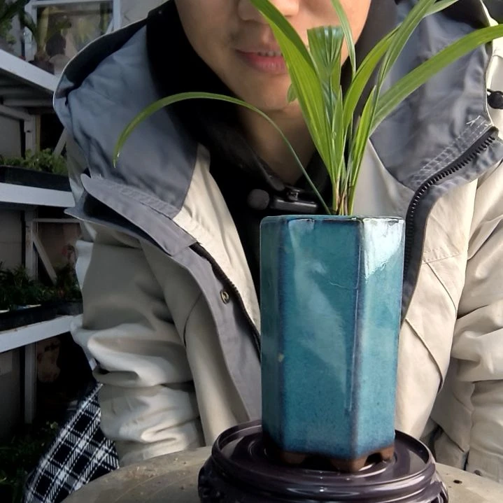 潼**…小盆景小植物一物一拍214