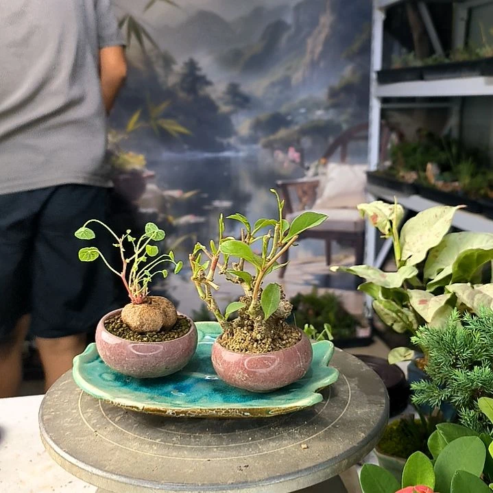 用****3中青园艺一物一拍69