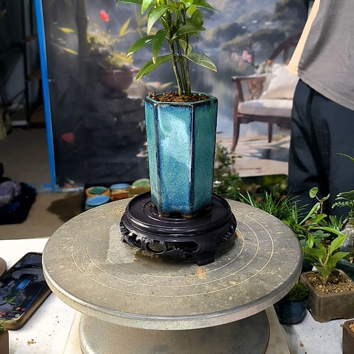 一**尘中青小植物一物一拍42