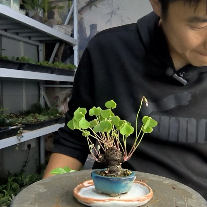 歌****)小盆景小植物一物一拍14