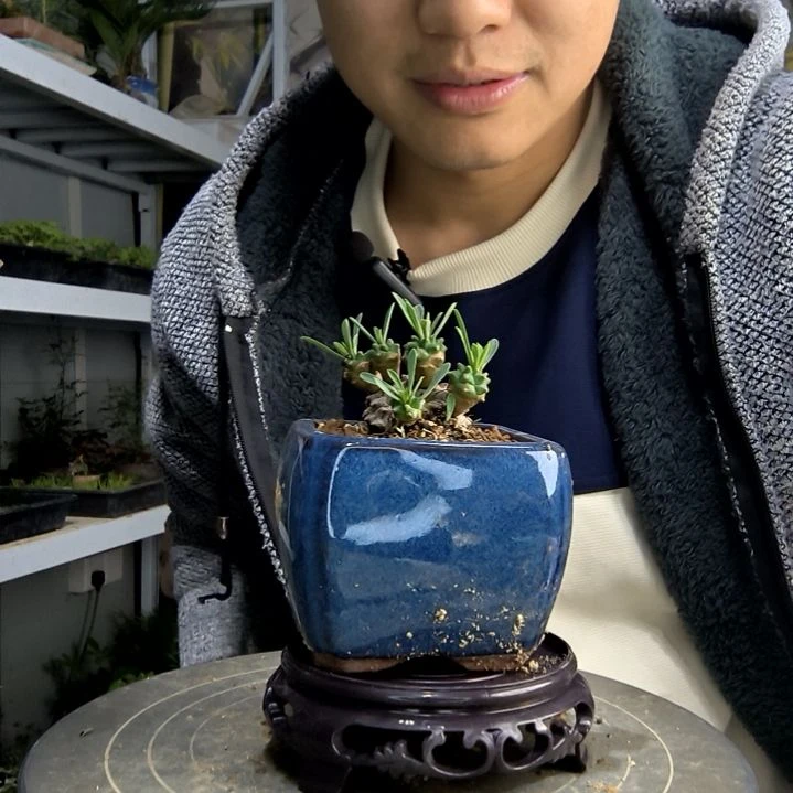 ?****鲍小盆景小植物一物一拍246