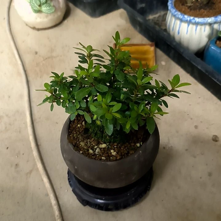 落*间小盆景小植物一物一拍105
