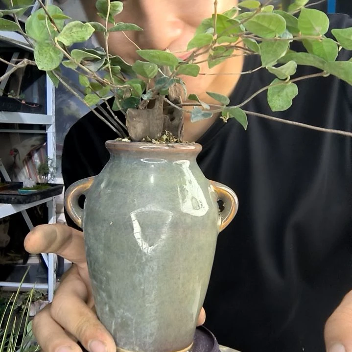 A****友小盆景小植物一物一拍34